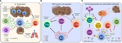 The role of B-1 cells in cancer progression and anti-tumor immunity